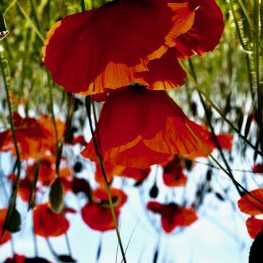 Print of Floral Photography by Marco Di Francisca