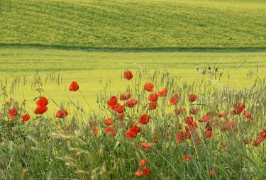 Print of Realism Floral Photography by Marco Di Francisca