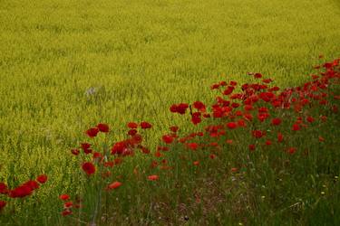 Print of Floral Photography by Marco Di Francisca