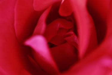 Print of Photorealism Floral Photography by Marco Di Francisca