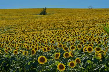 Print of Documentary Floral Photography by Marco Di Francisca