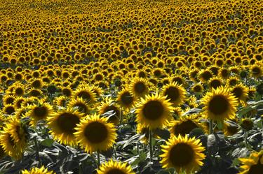 Print of Realism Floral Photography by Marco Di Francisca