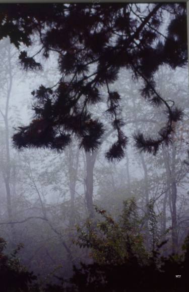 Print of Botanic Photography by Marco Di Francisca