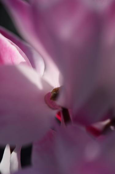 Print of Modern Floral Photography by Marco Di Francisca