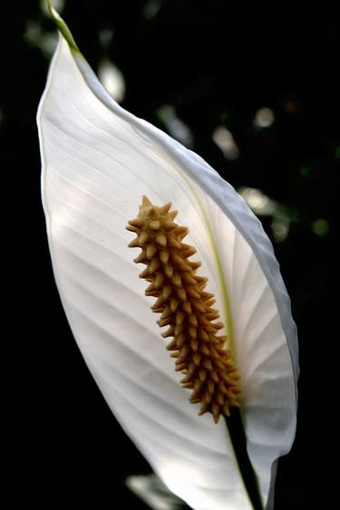 Print of Figurative Botanic Photography by Marco Di Francisca