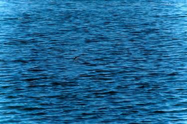 Print of Documentary Nature Photography by Marco Di Francisca