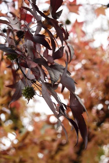 Print of Botanic Photography by Marco Di Francisca