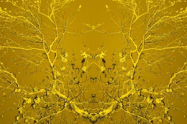 Print of Expressionism Tree Photography by Derik Bradshaw