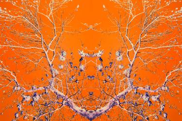 Print of Abstract Expressionism Tree Photography by Derik Bradshaw