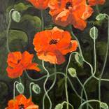 Poppies by Michele Riche