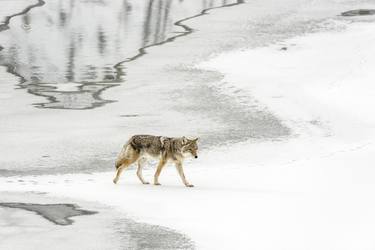 Yellowstone Coyote looking for its Friend - Limited Edition of 30 thumb