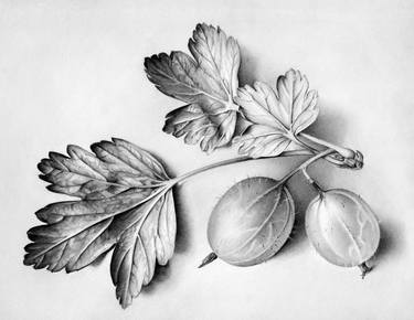 Original Photorealism Botanic Drawings by Cath Riley