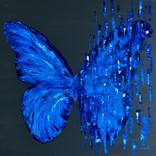 Collection BUTTERFLY