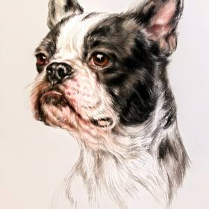 Boston terrier dog art