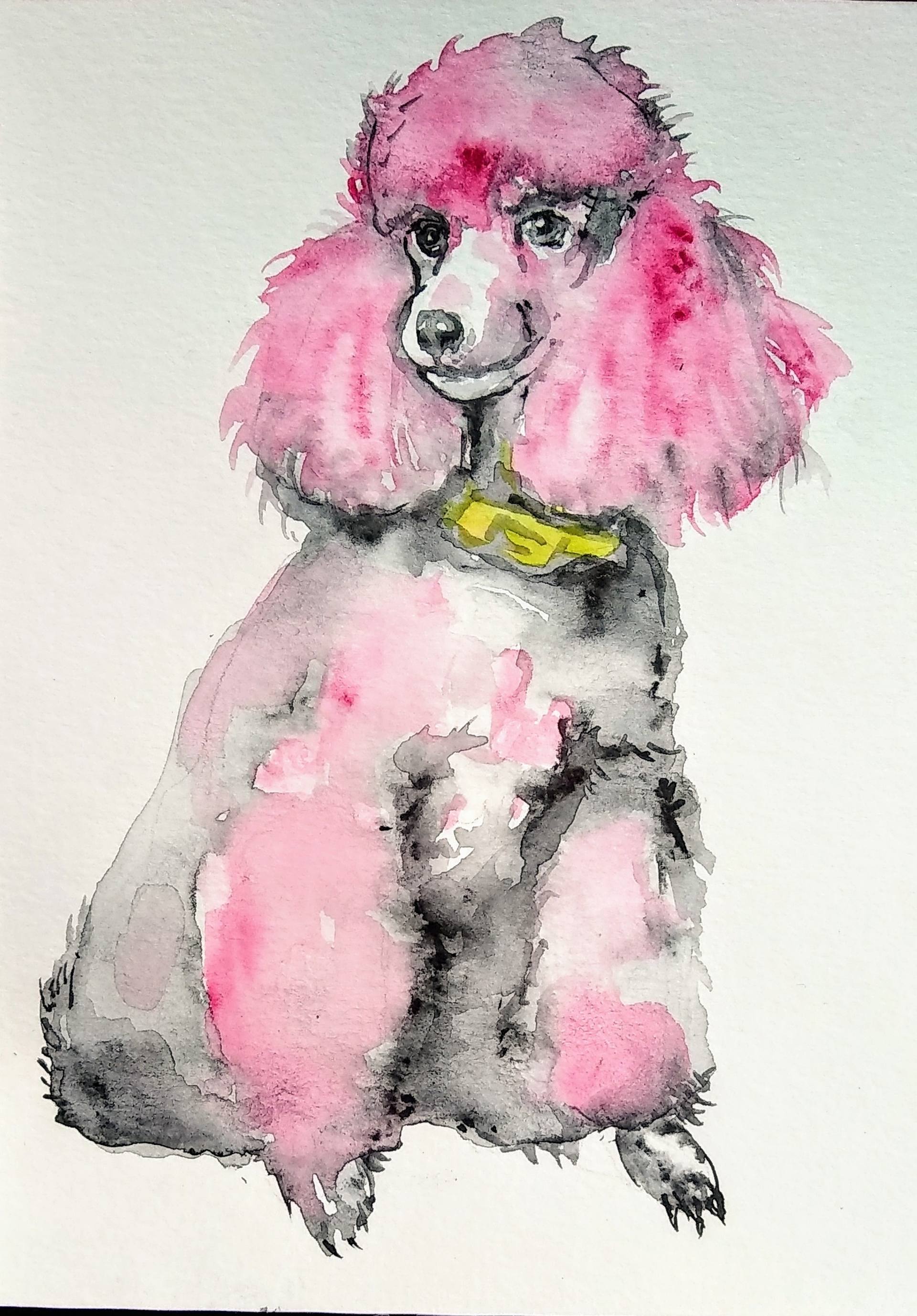 pink standard poodles
