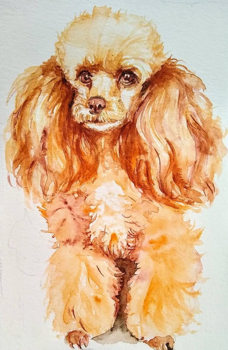 peach toy poodle
