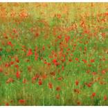 Poppy Delight by Roger Alan Lee