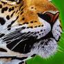 Oilpainting made on cotton canvas with extrafine oilcolors.
I really love big cats like this amazing jaguar.