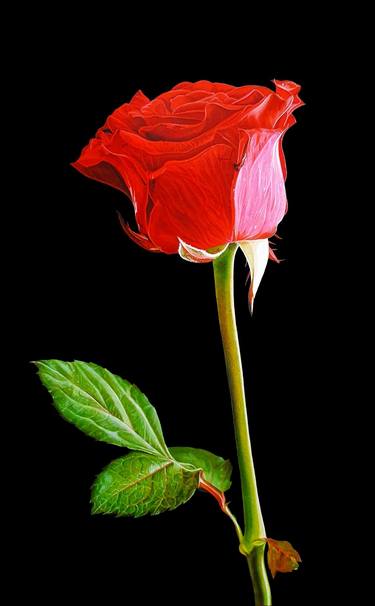 Print of Realism Floral Paintings by Matteo Germano
