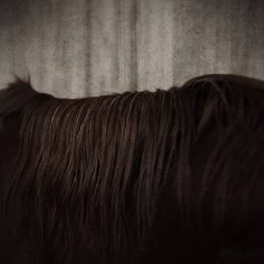 Print of Abstract Animal Photography by Anja Matko