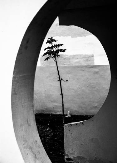 Original Art Deco Tree Photography by Muskevich Boris