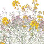 Bloom 1 - Limited Edition 1 of 5 by Marta Caldas
