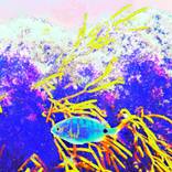 Electric Fish - Limited Edition 1 of 5 by Marta Caldas
