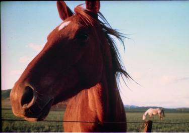 Print of Expressionism Animal Photography by Duncan Cunningham-reid