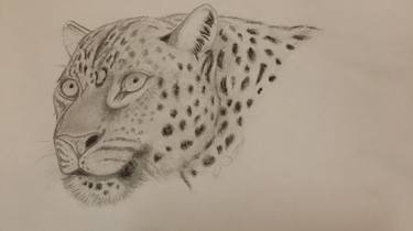 Leopard in graphite thumb