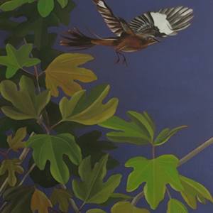 Brown Thrasher