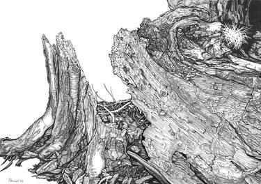 Original Illustration Tree Drawings by Isaac Pascal