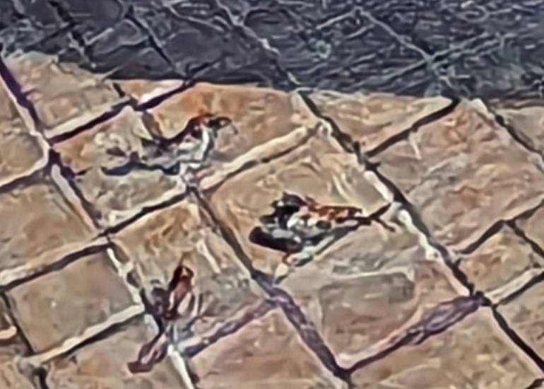 Original Figurative Travel Painting by Barry Parks