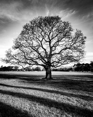 Original Fine Art Tree Photography by Roseanne Jones
