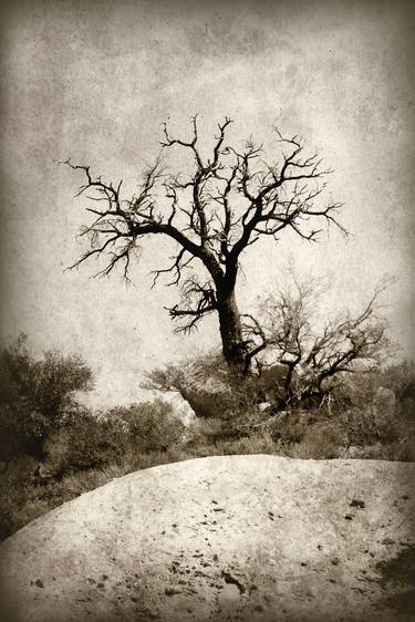 Print of Art Deco Tree Photography by Mona Itani