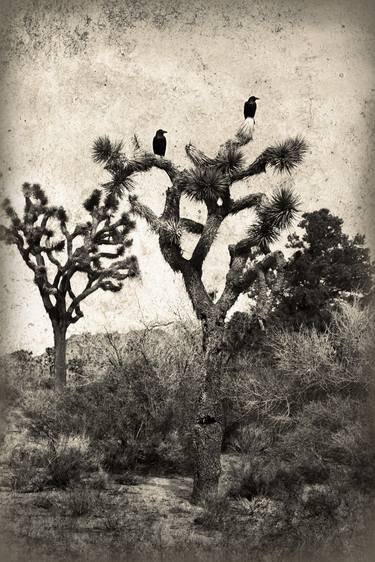 Print of Tree Photography by Mona Itani