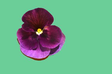 Velvet Pansy on Green 2 thumb