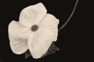 Print of Abstract Floral Photography by Becky J