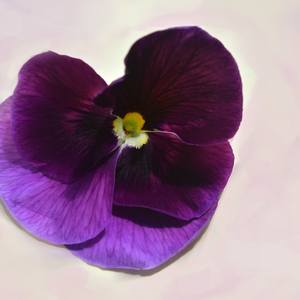 Collection Velvet Pansy