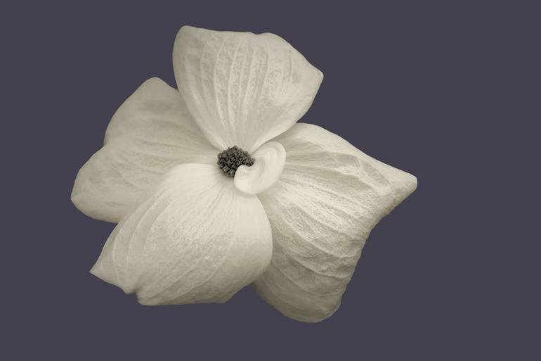 Print of Abstract Floral Photography by Becky J