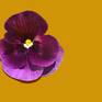 Collection Velvet Pansy