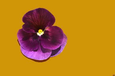 Velvet Pansy on Gold - Limited Edition of 10 thumb