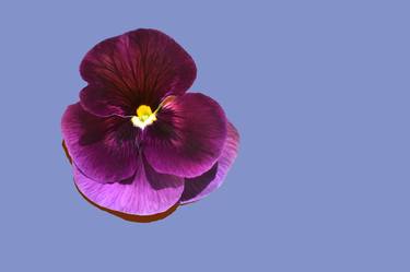 Velvet Pansy on Warm Blue- Limited Edition of 10 thumb