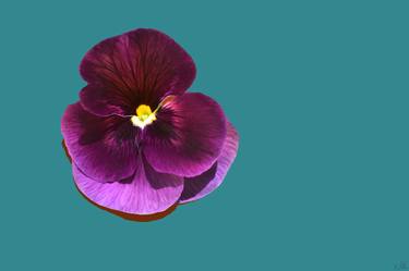 Velvet Pansy on Turquoise - Limited Edition of 10 thumb