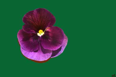 Velvet Pansy on Green - Limited Edition of 10 thumb