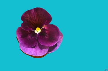 Velvet Pansy on Bright Blue - Limited Edition of 10 thumb
