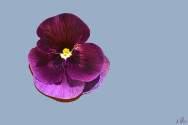 Velvet Pansy on Blue - Limited Edition of 10 thumb