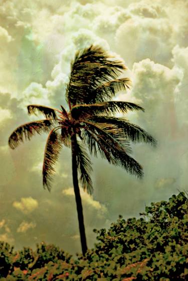 Palm Tree and Clouds - Limited Edition 1 of 10 thumb