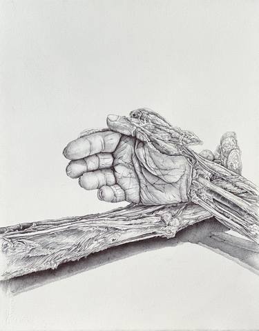 The Cadaver Museum Project, Hand Series 3, 2021 thumb