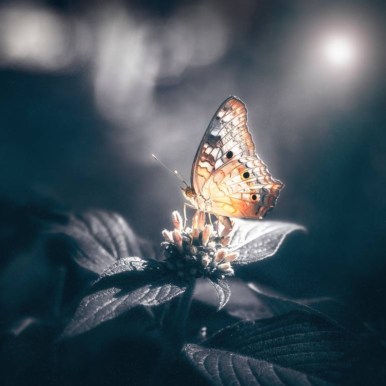Glowing Butterfly Photography by Vic Noon | Saatchi Art