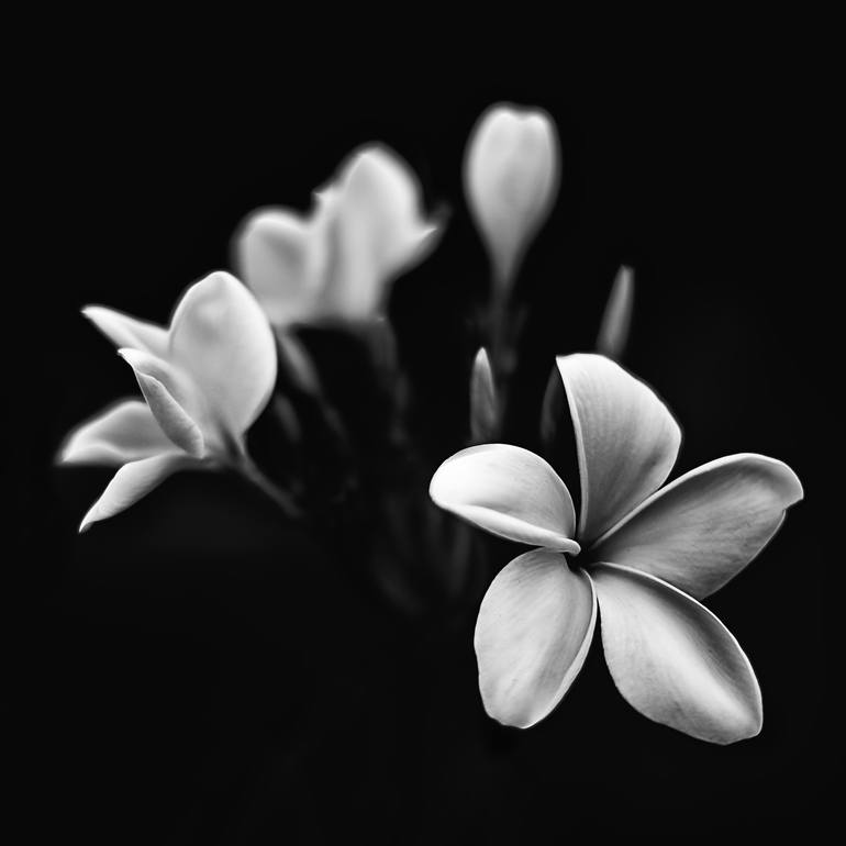 White Flowers Black Background Art Print